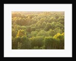 Tree tops at dusk by Assaf Frank